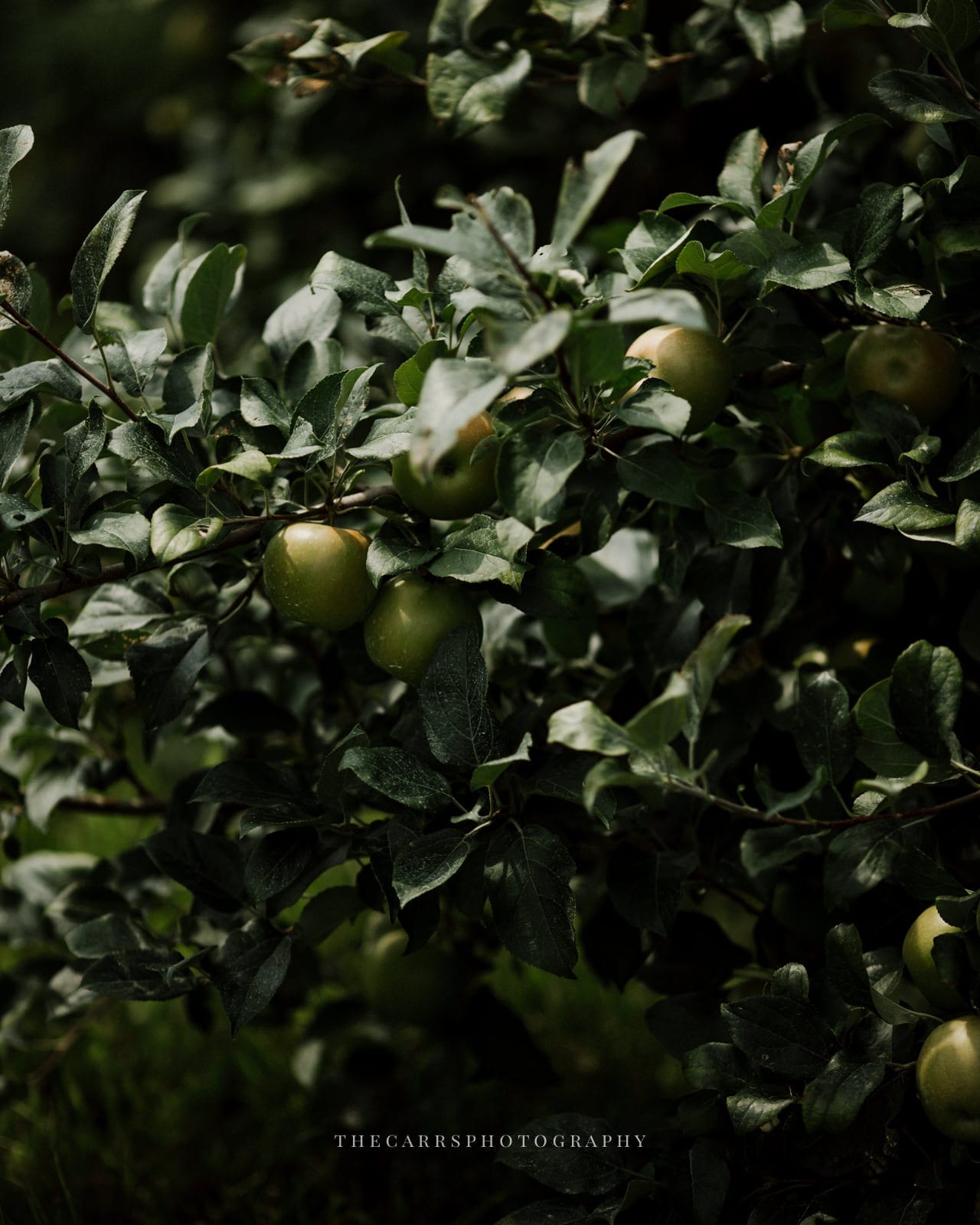 apple trees at Eckers Apple Farm Wedding - Destination Photographer