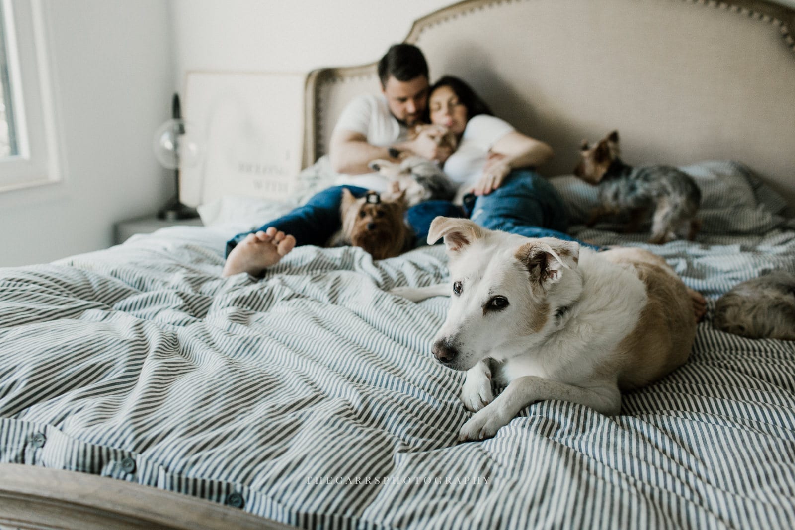husband and wife laying on bed with dog - dayton ohio maternity photographer