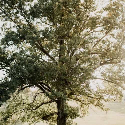 bride and groom kissing under large tree by Dayton Ohio Photographer Kera Estep