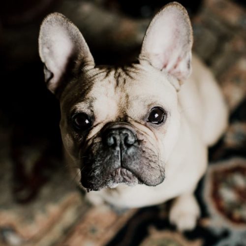close up of french bulldog by Dayton Ohio Photographer Kera Estep