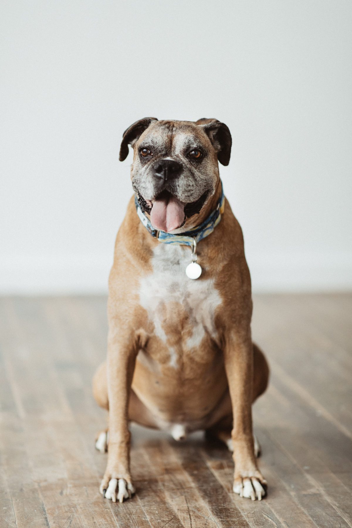 How to Include Your Dog in Your Photos - Carrs Photography